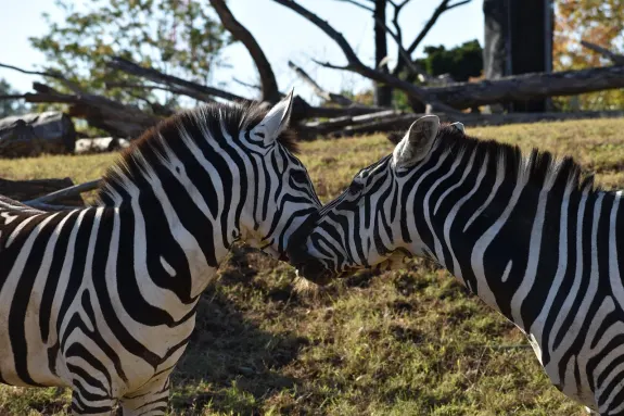 SlotsVentura Casino Supporto